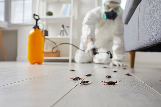 Commercial Kitchen Cockroach Control in West Wareham